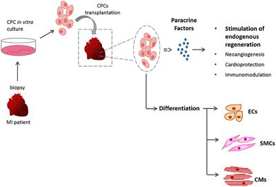 Changing Metabolism in Differentiating Cardiac Progenitor Cells—Can Stem Cells Become Metabolically Flexible Cardiomyocytes?